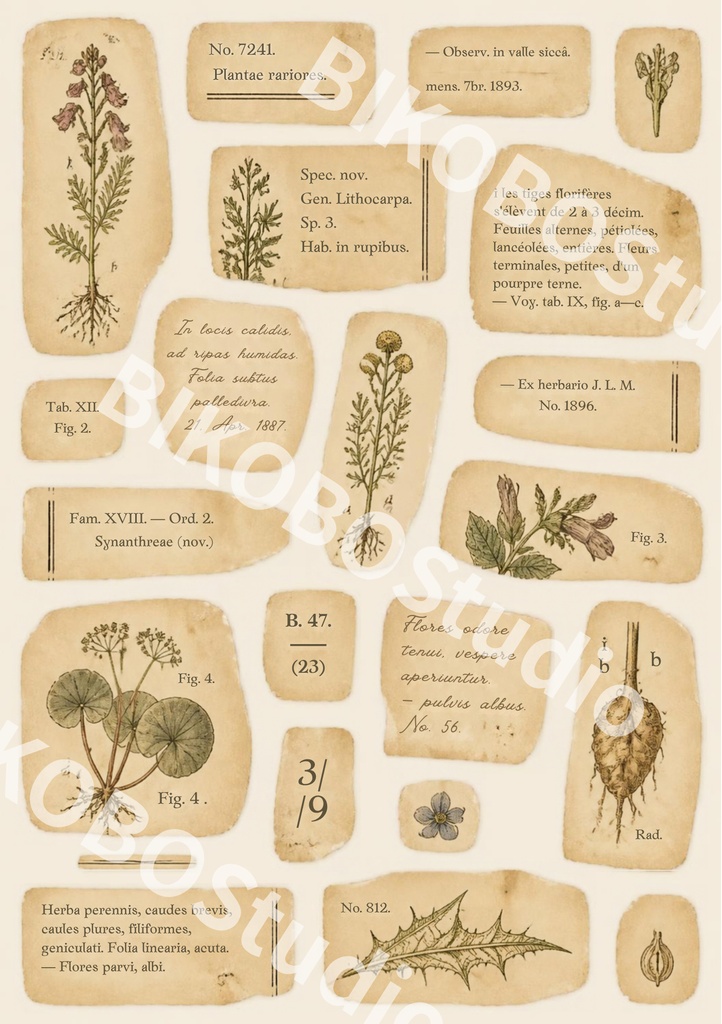 FORGOTTEN BOTANY|存在しない植物標本室の記録|アンティークコラージュ素材 12枚セット