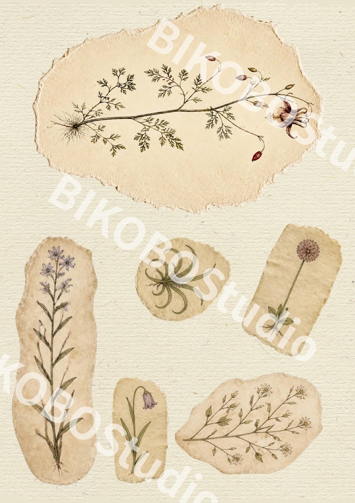 FORGOTTEN BOTANY|存在しない植物標本室の記録|アンティークコラージュ素材 12枚セット
