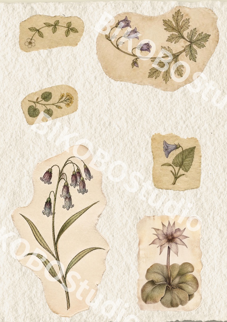 FORGOTTEN BOTANY|存在しない植物標本室の記録|アンティークコラージュ素材 12枚セット
