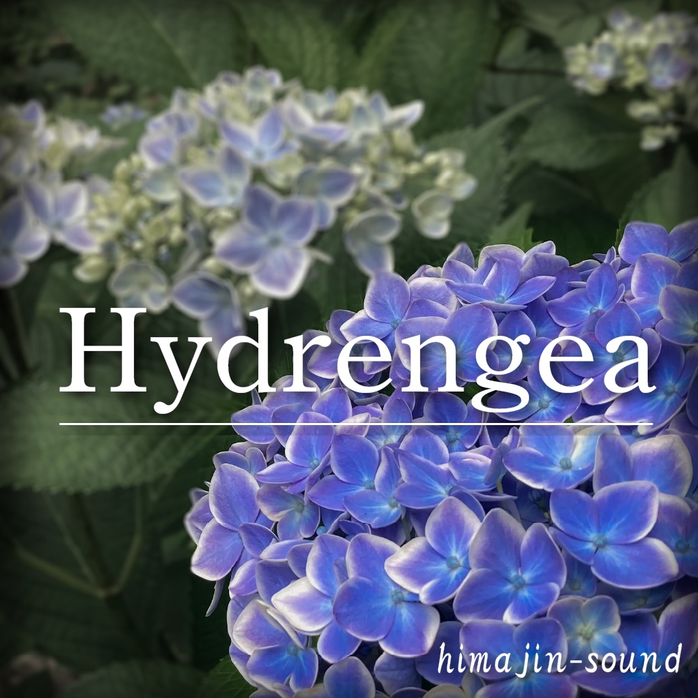 【Free track】Hydrengea