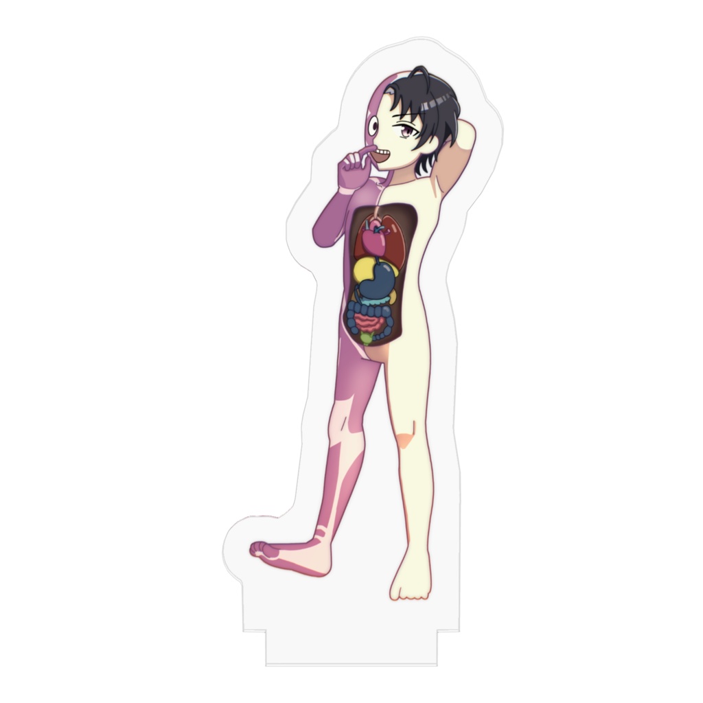 アクリルフィギュア 理科室の動く人体模型