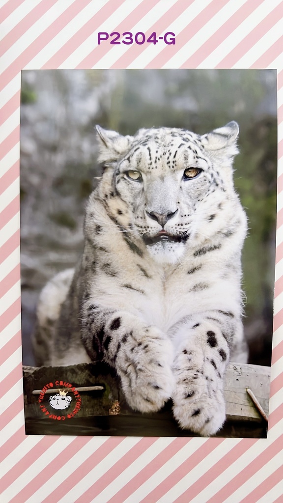 【4周年アニバーサリー】ユキヒョウポストカード