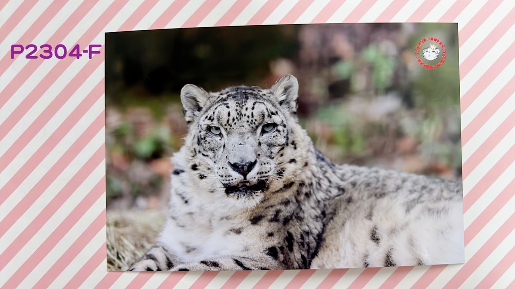 【4周年アニバーサリー】ユキヒョウポストカード