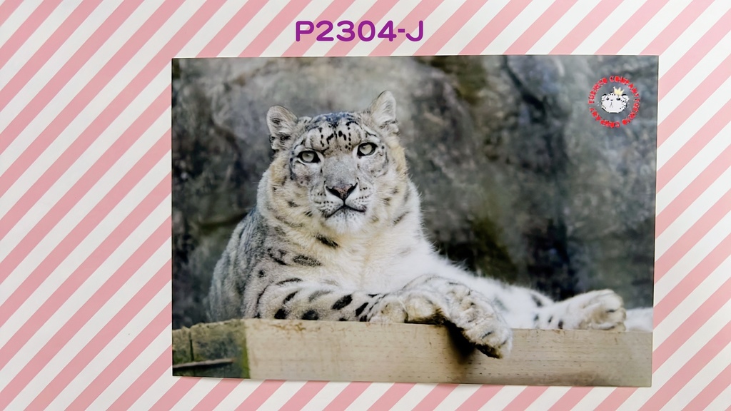 【4周年アニバーサリー】ユキヒョウポストカード