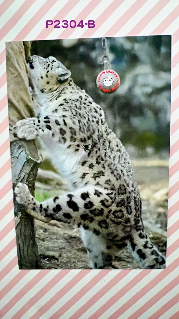 【4周年アニバーサリー】ユキヒョウポストカード