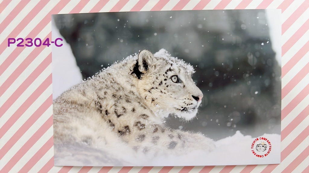 【4周年アニバーサリー】ユキヒョウポストカード