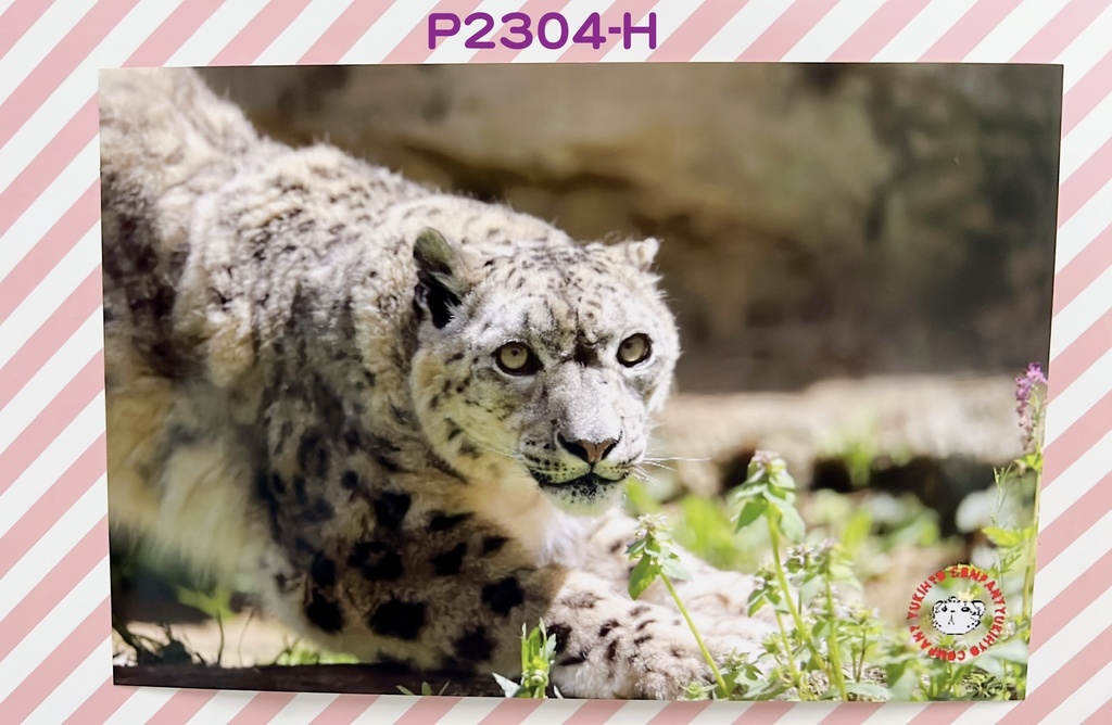 【4周年アニバーサリー】ユキヒョウポストカード