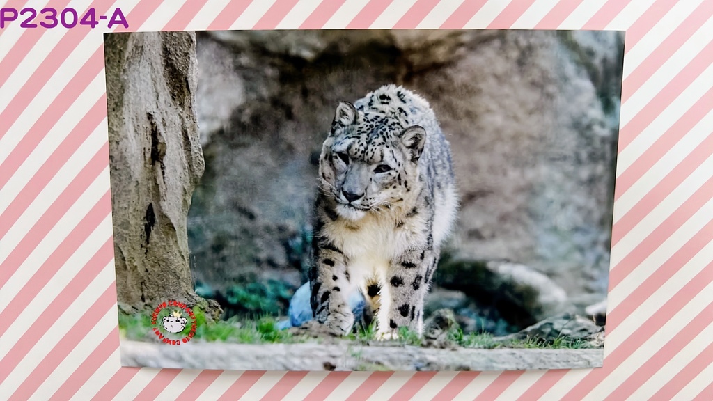 【4周年アニバーサリー】ユキヒョウポストカード