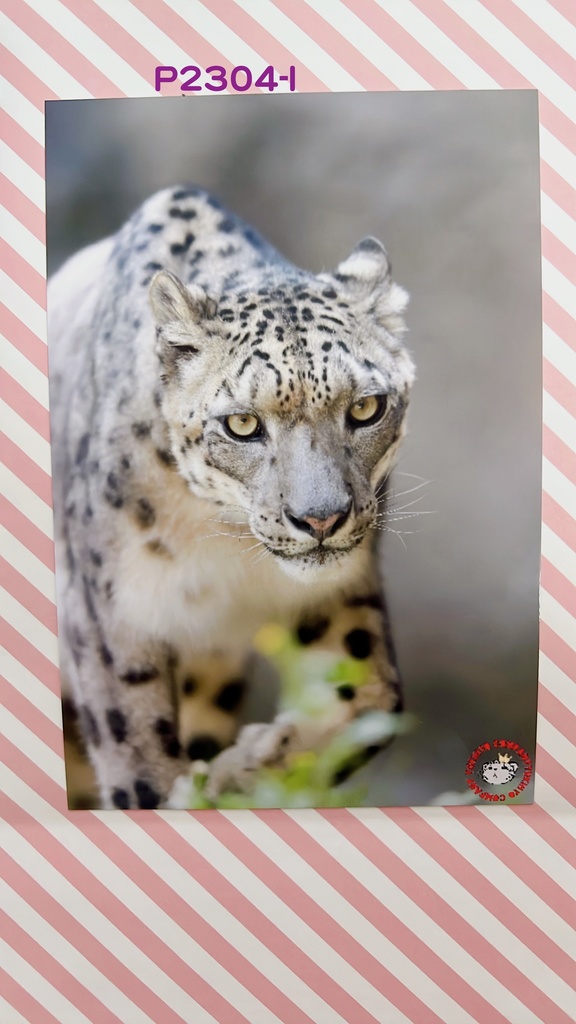 【4周年アニバーサリー】ユキヒョウポストカード