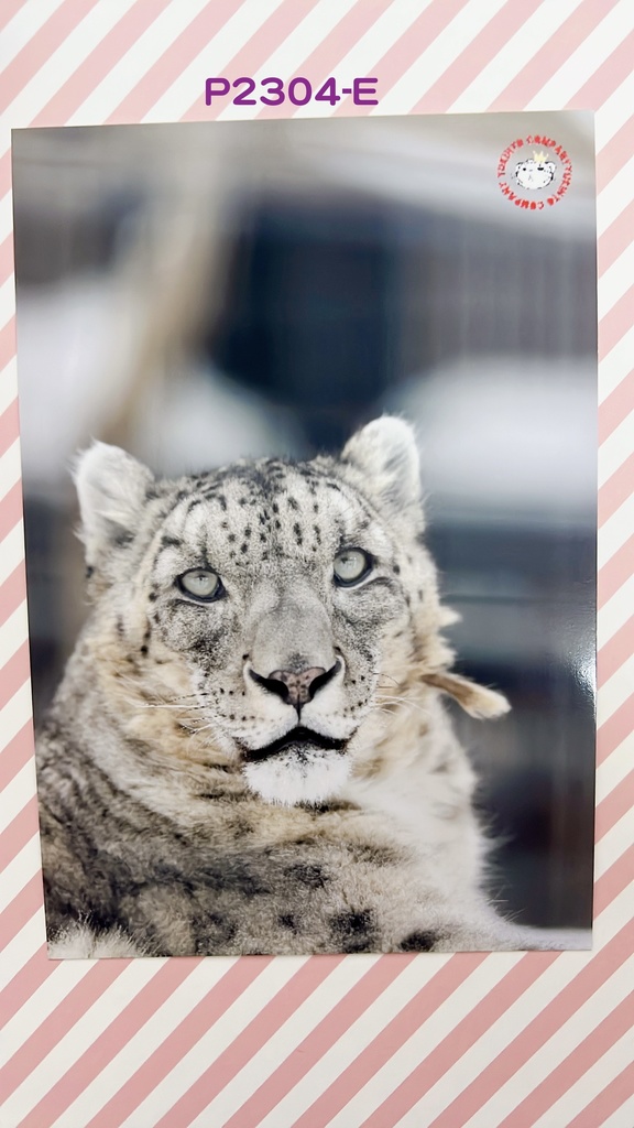 【4周年アニバーサリー】ユキヒョウポストカード