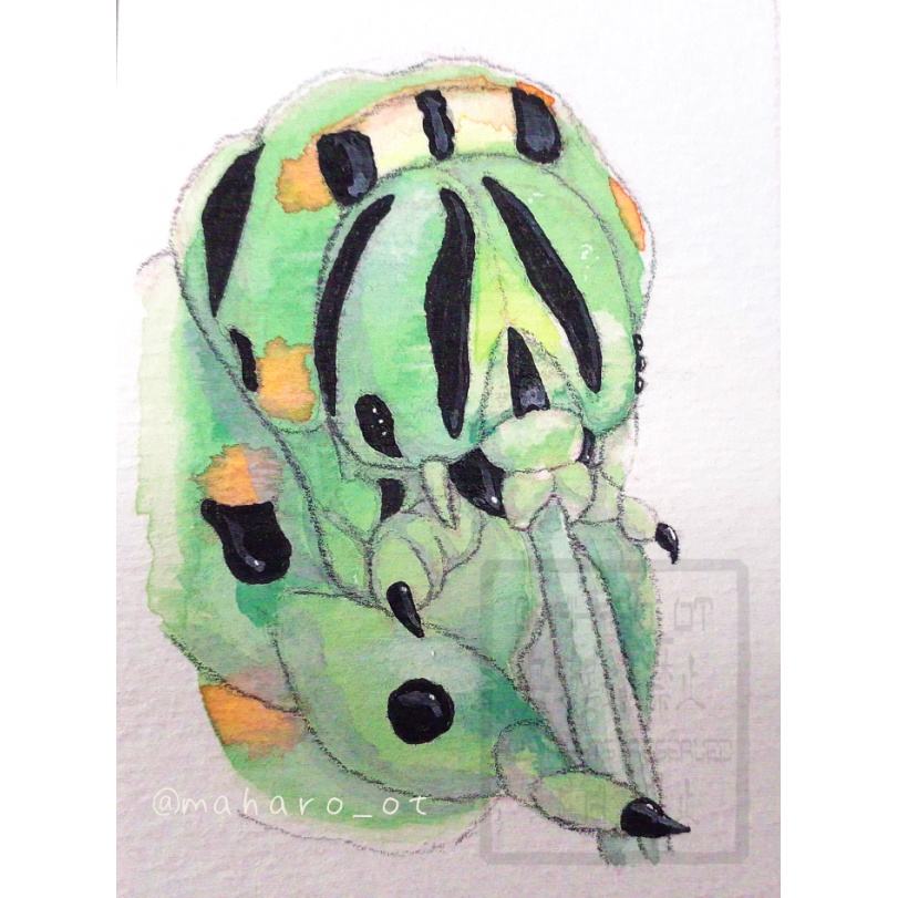 キアゲハ　透明水彩画