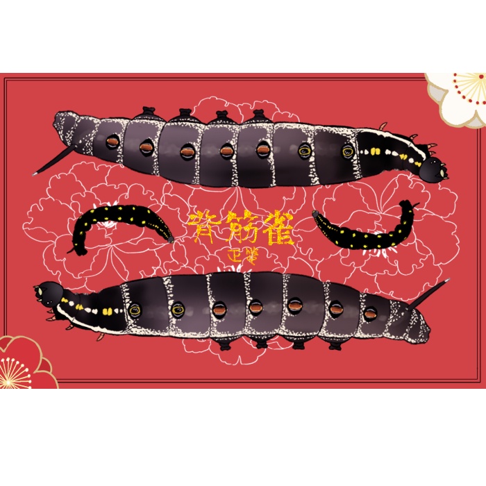 ミニパネル④ セスジスズメ