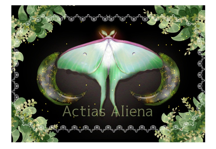 ミニパネル⑤ オオミズアオ