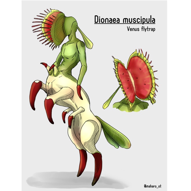 ミニパネル11 ハエトリソウ