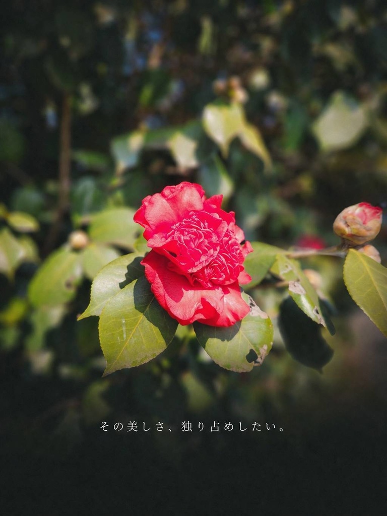 正直、スクロール止まる。エモすぎる投稿画像素材