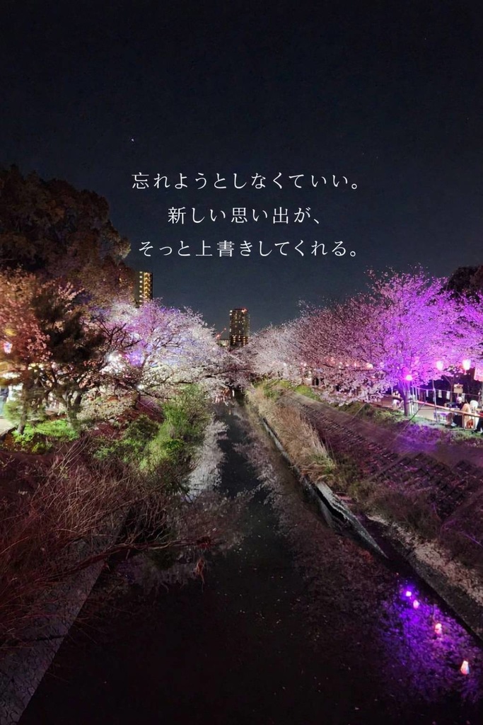 「エモく刺さる|文字入り夜桜写真素材(そのまま投稿OK)」