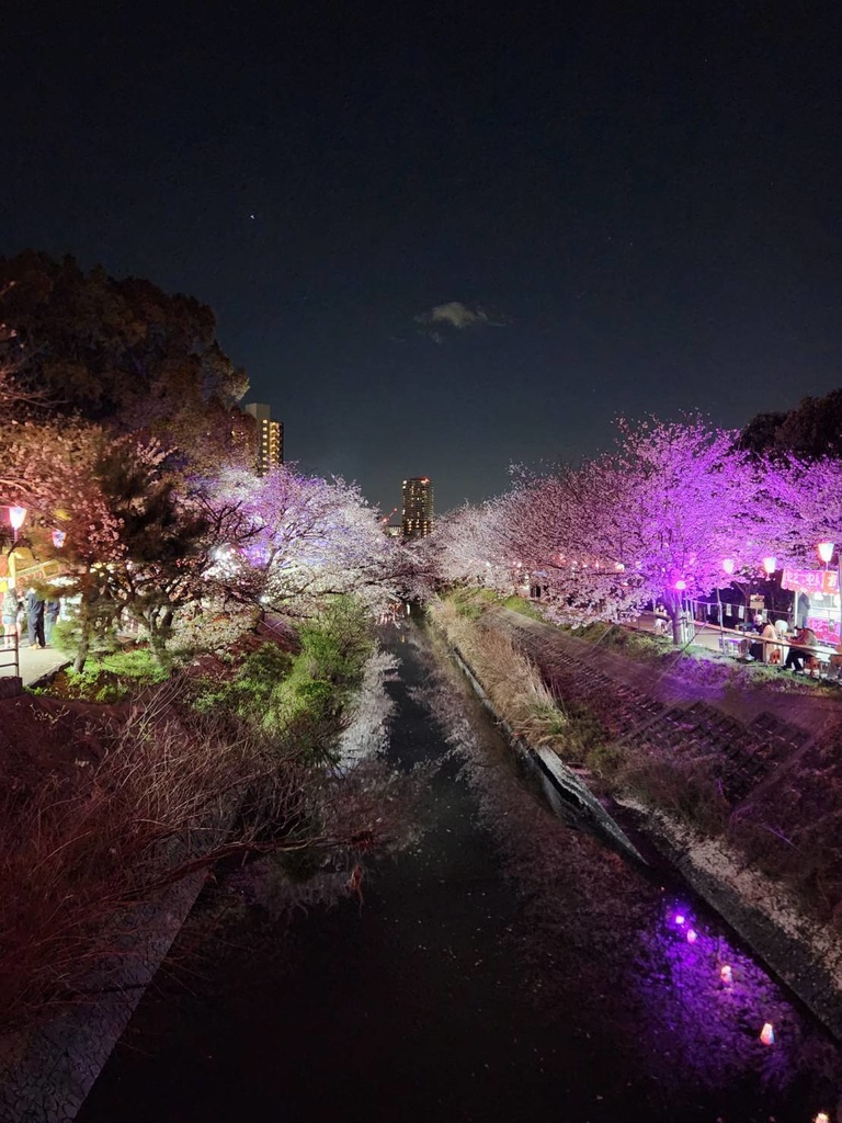 「エモく刺さる|文字入り夜桜写真素材(そのまま投稿OK)」