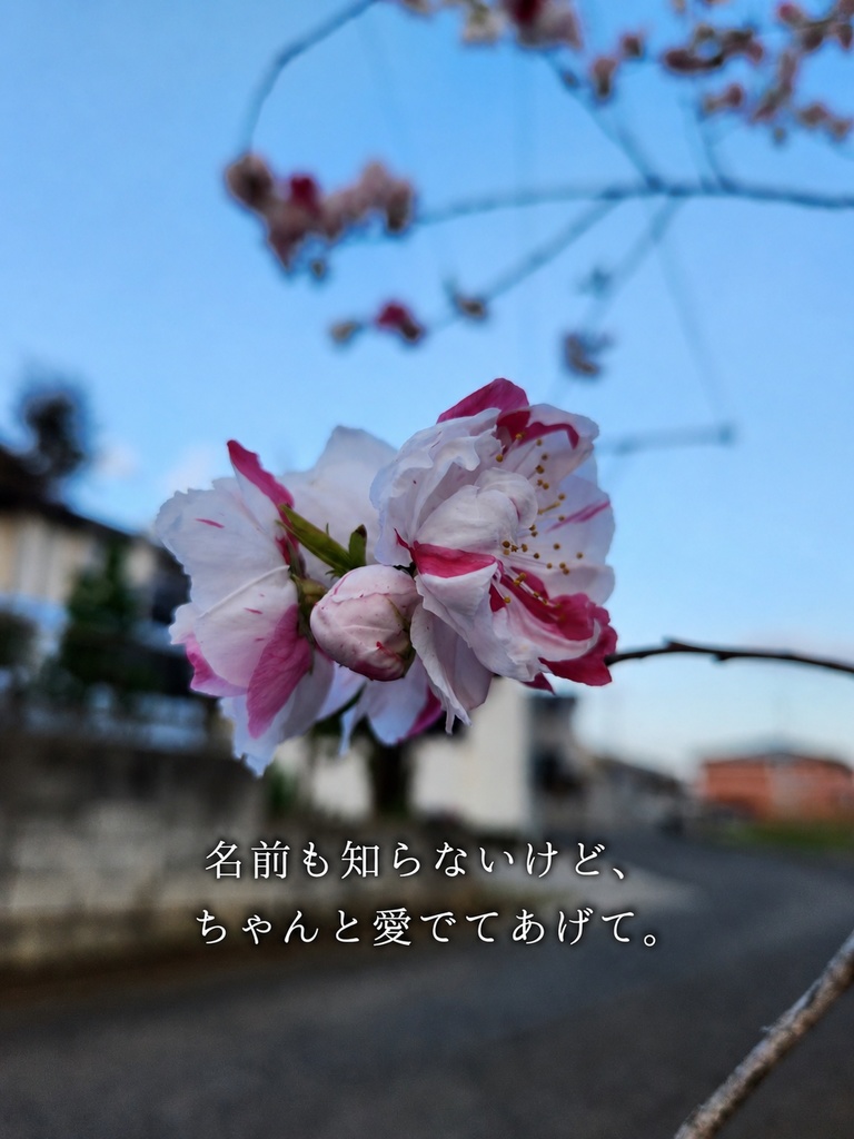 「名前も知らないけど、ちゃんと愛でてあげて。」文字入り写真素材