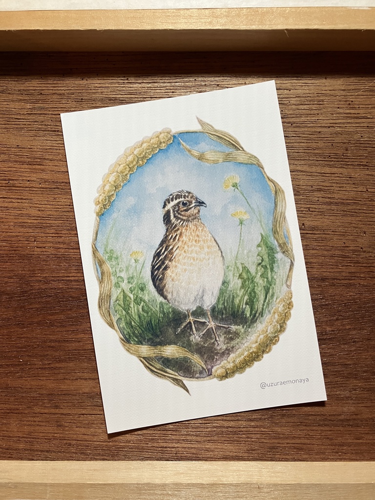 鶉草花図／ポストカード