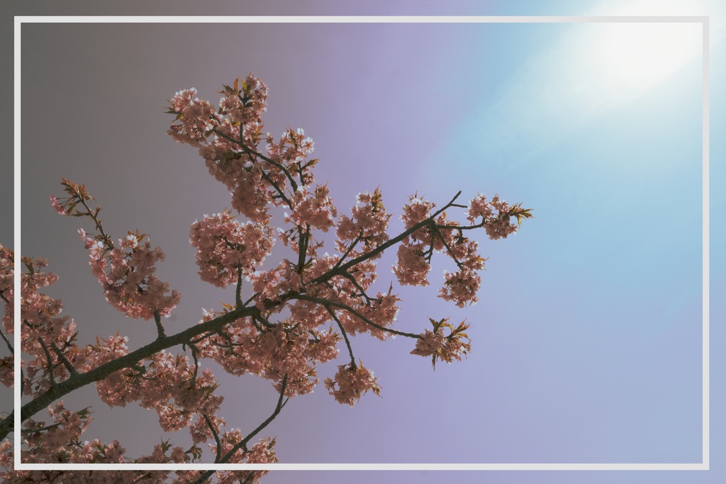 オリジナルTシャツ - ホワイト