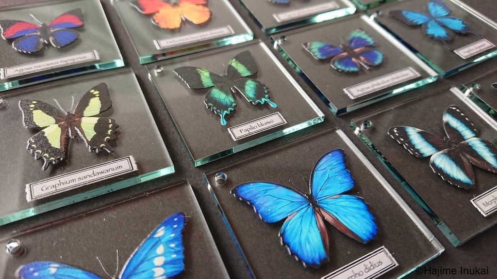 【全21種】蝶のプレパラート風アクキー