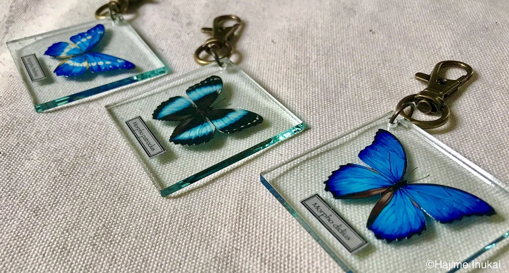 【全21種】蝶のプレパラート風アクキー