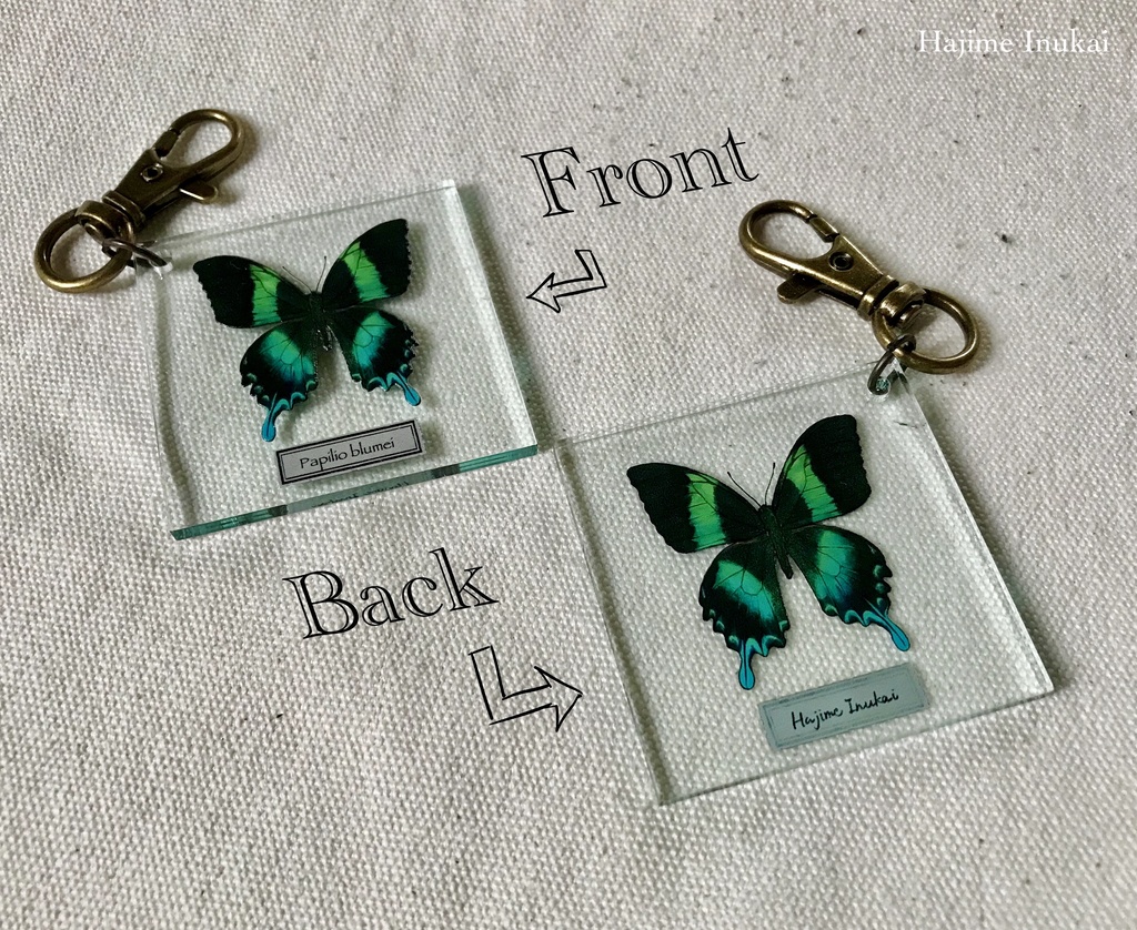 【全21種】蝶のプレパラート風アクキー