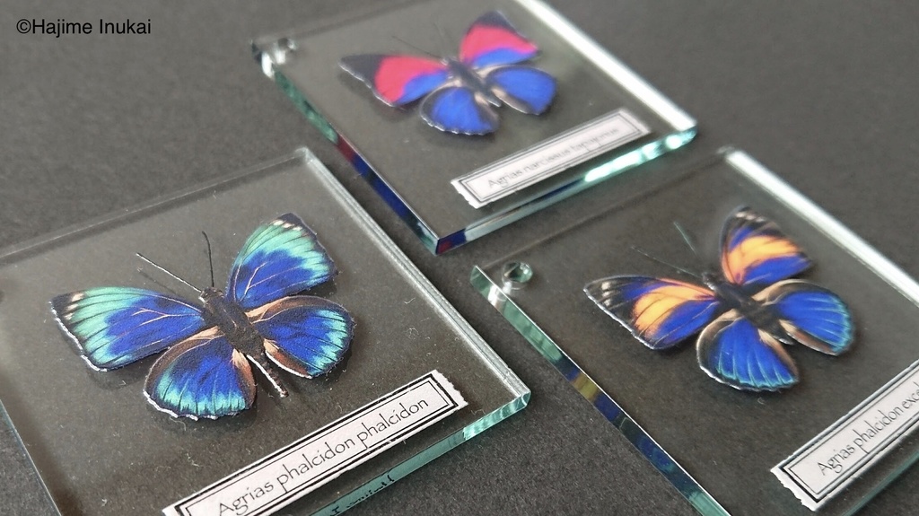 【全21種】蝶のプレパラート風アクキー