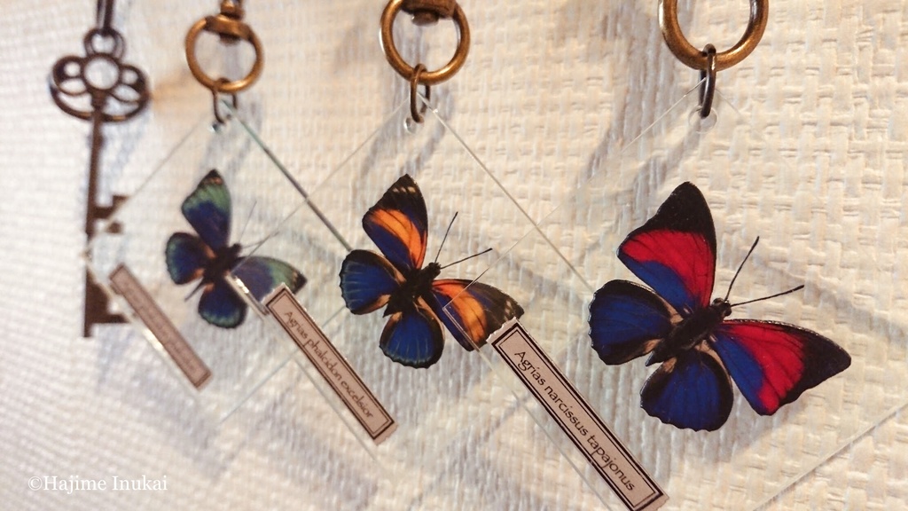 【全21種】蝶のプレパラート風アクキー