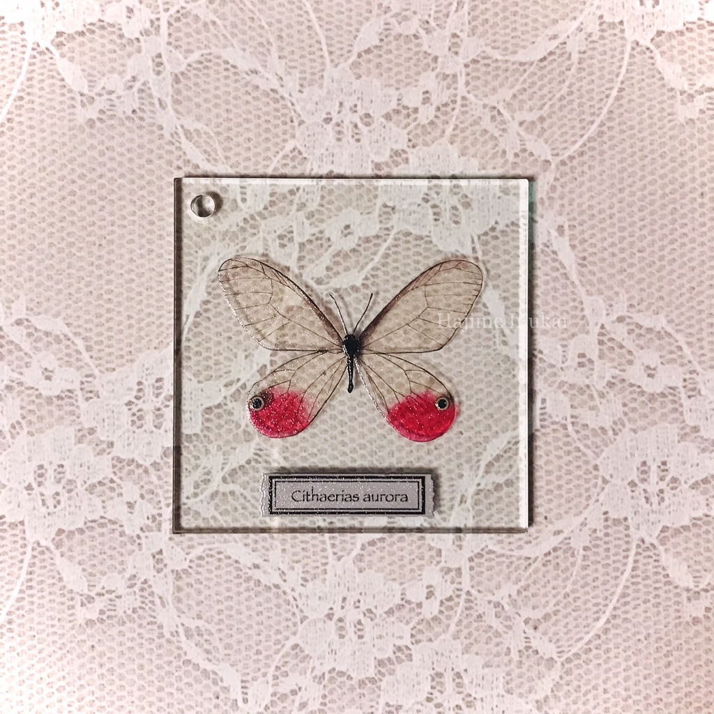 【全21種】蝶のプレパラート風アクキー