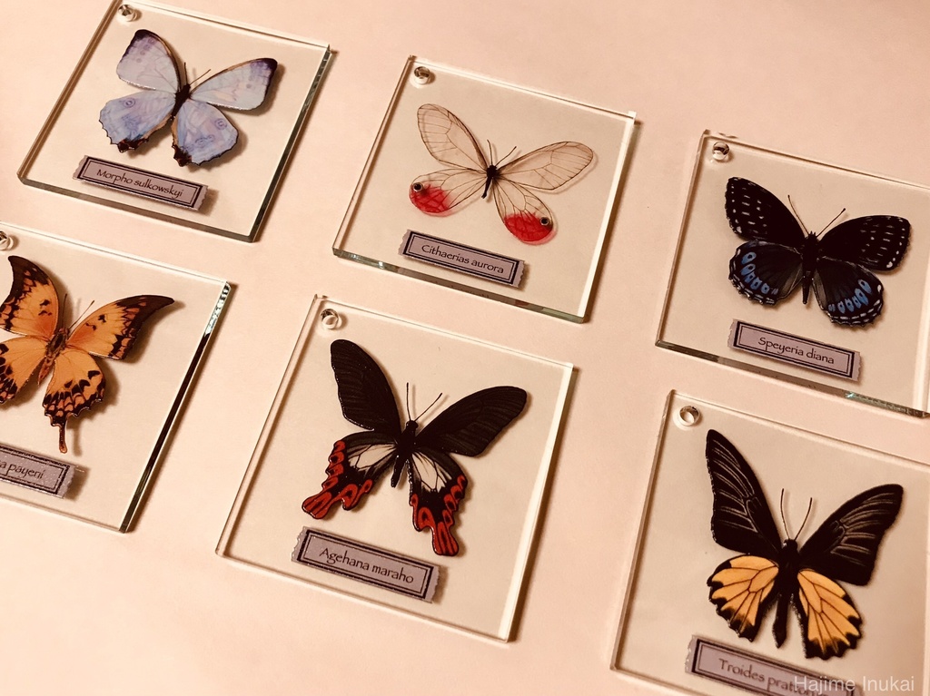 【全21種】蝶のプレパラート風アクキー