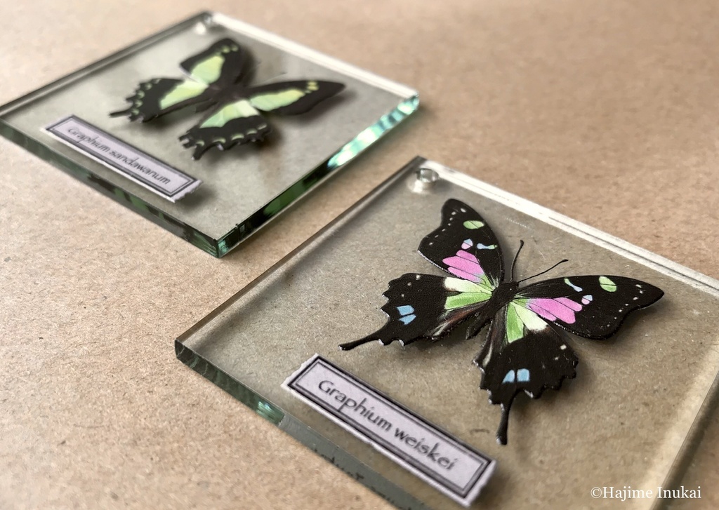 【全21種】蝶のプレパラート風アクキー