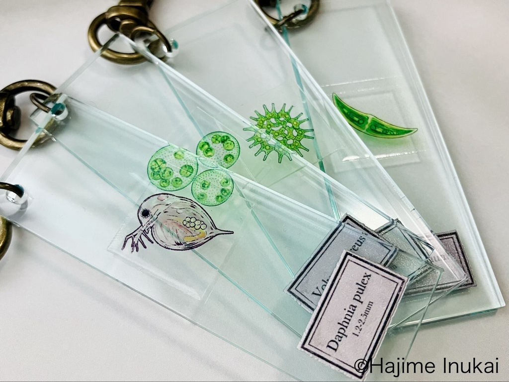 微生物プレパラートアクキー