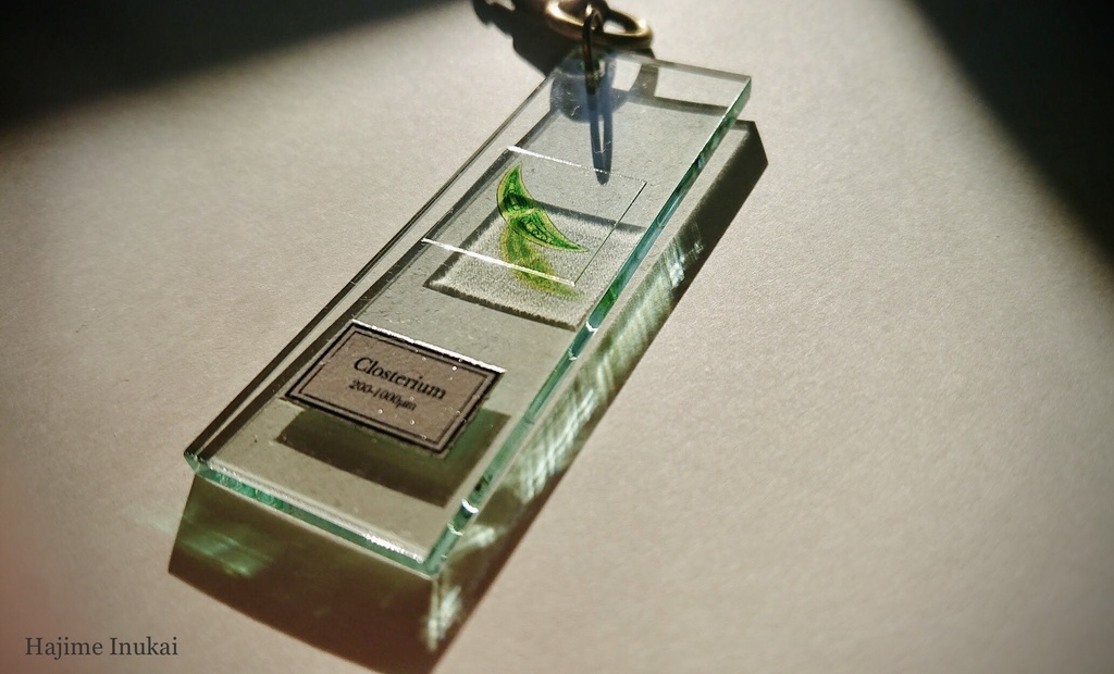 微生物プレパラートアクキー