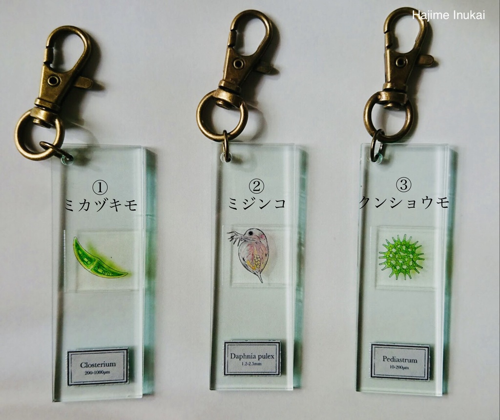 微生物プレパラートアクキー