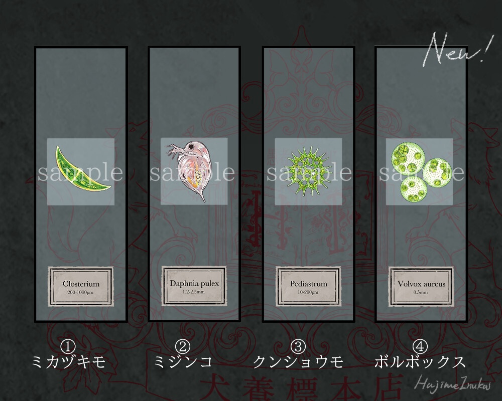微生物プレパラートアクキー