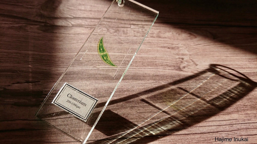 微生物プレパラートアクキー