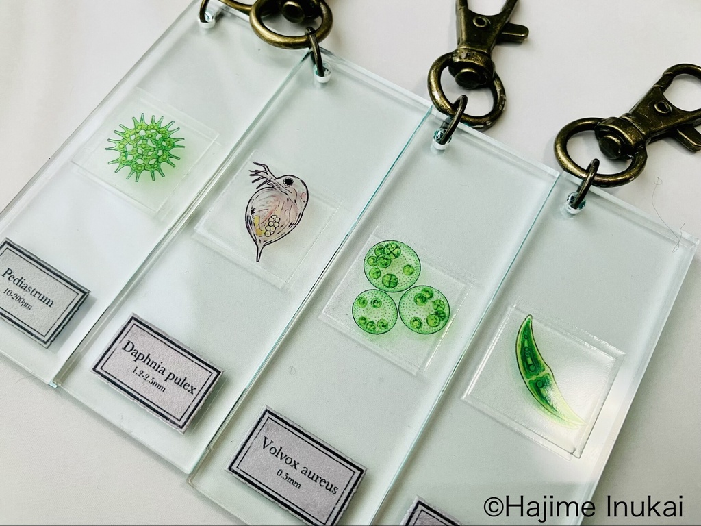 微生物プレパラートアクキー