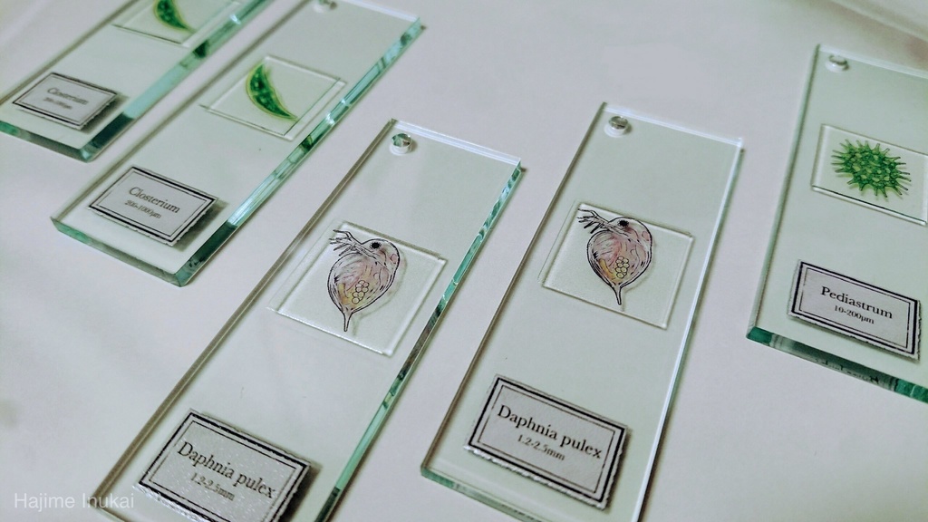 微生物プレパラートアクキー