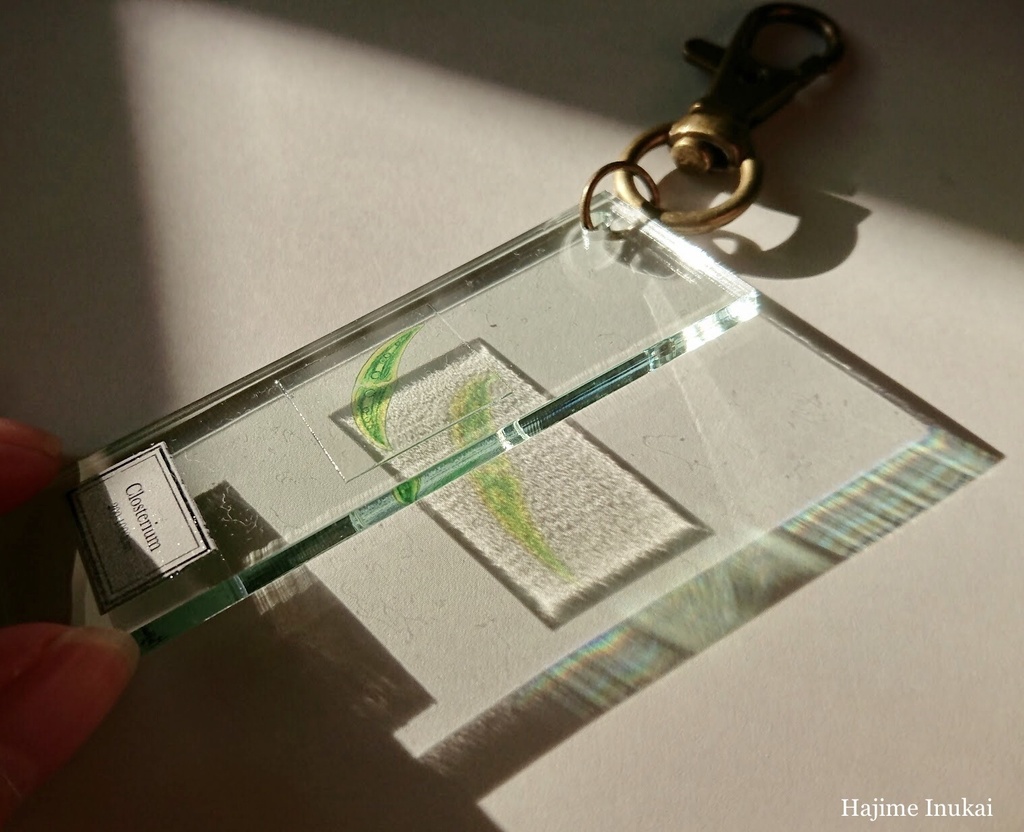 微生物プレパラートアクキー