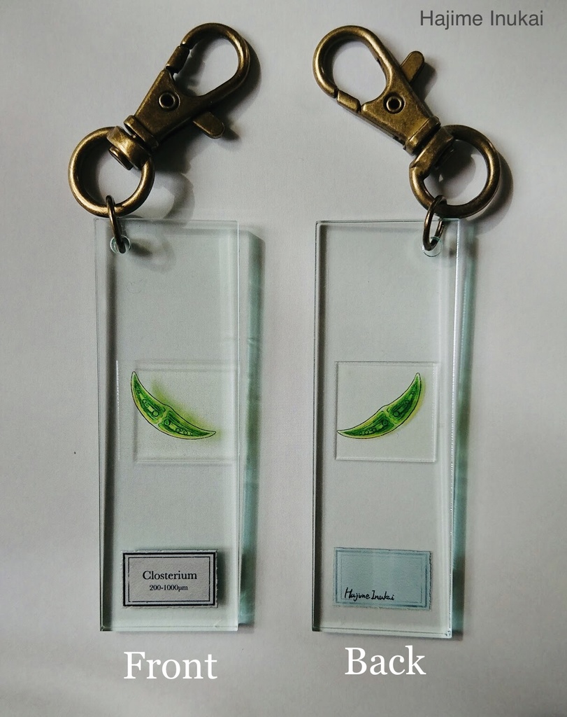 微生物プレパラートアクキー