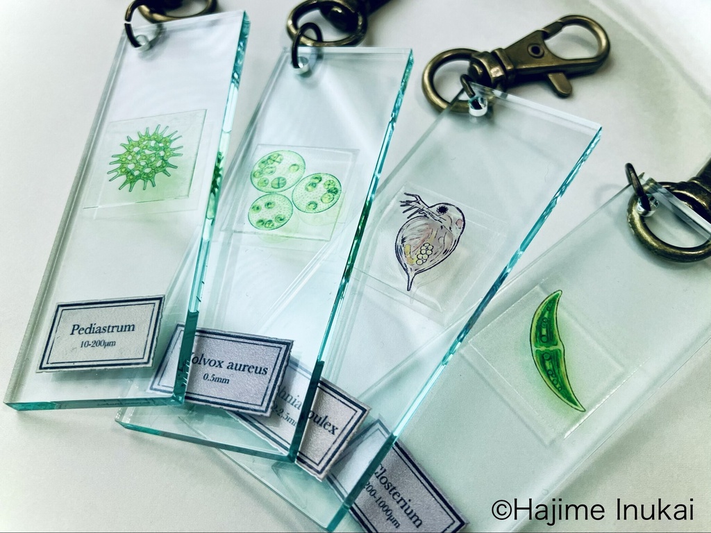 微生物プレパラートアクキー