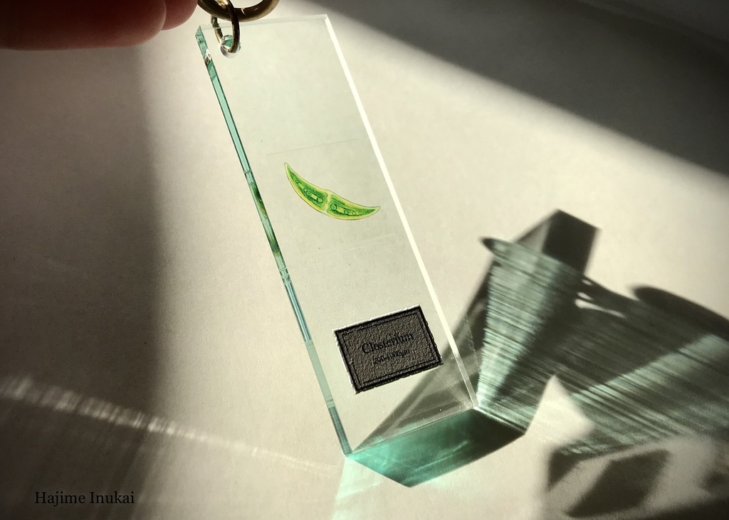 微生物プレパラートアクキー