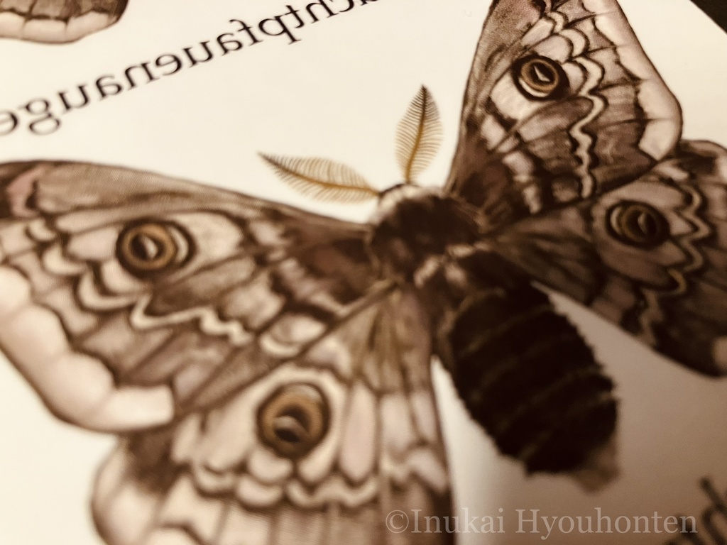 蛾を纏うタトゥーシール