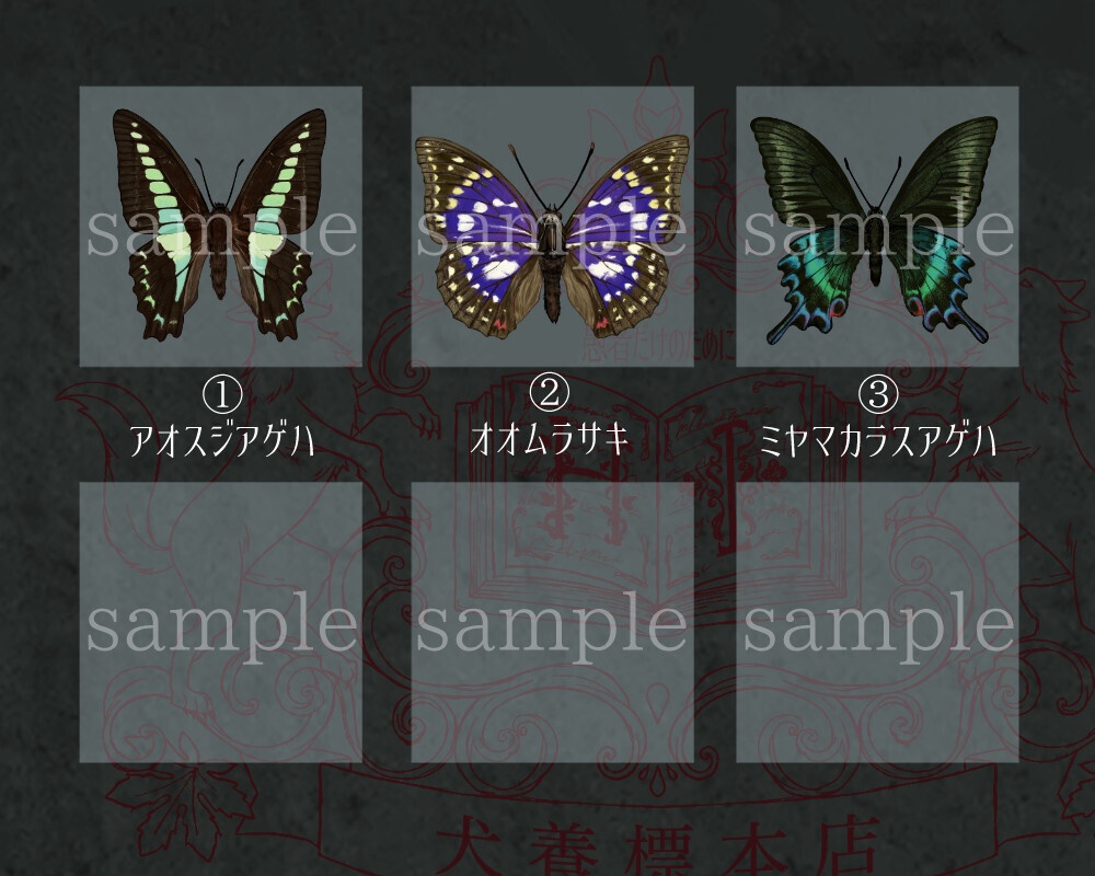 【日本種】蝶のプレパラート風アクキー