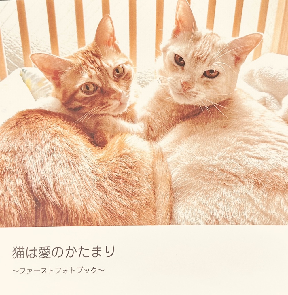 【匿名配送】猫は愛のかたまり～ファーストフォトブック～