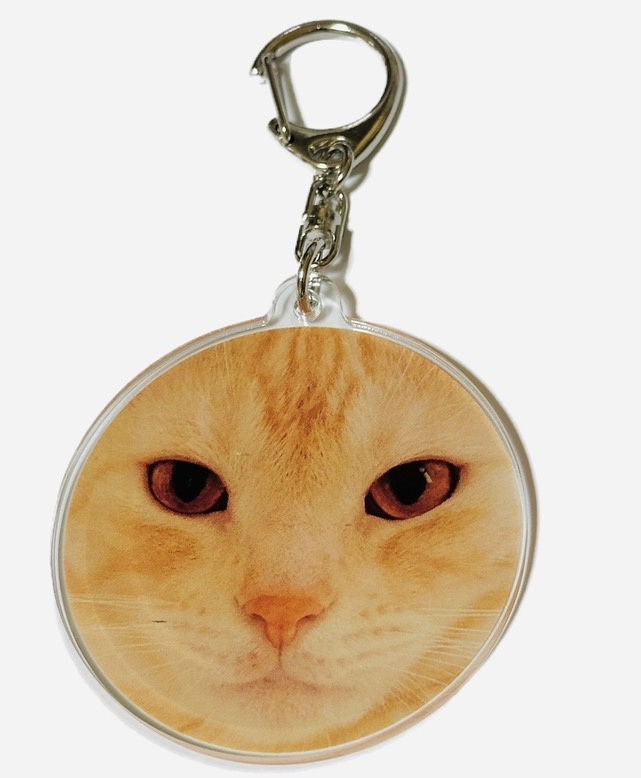【匿名配送】ぬんきち　猫どアップ　アクリルキーホルダー