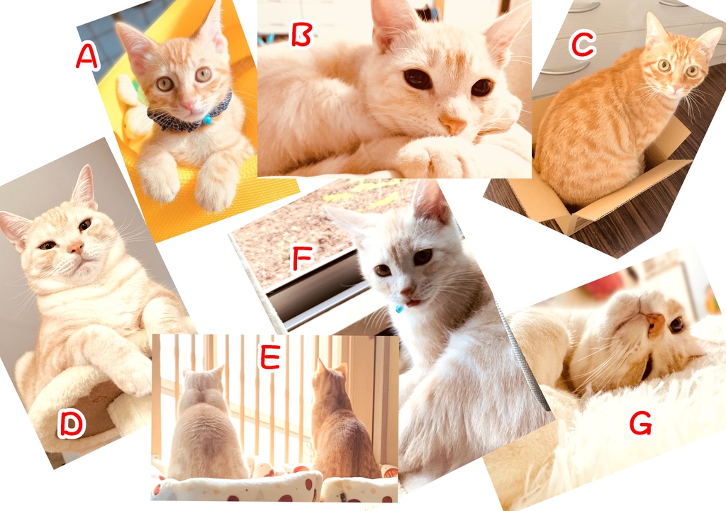 ねこねこポストカード