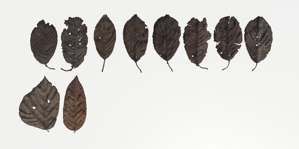 [無料]枯れ葉モデル10種