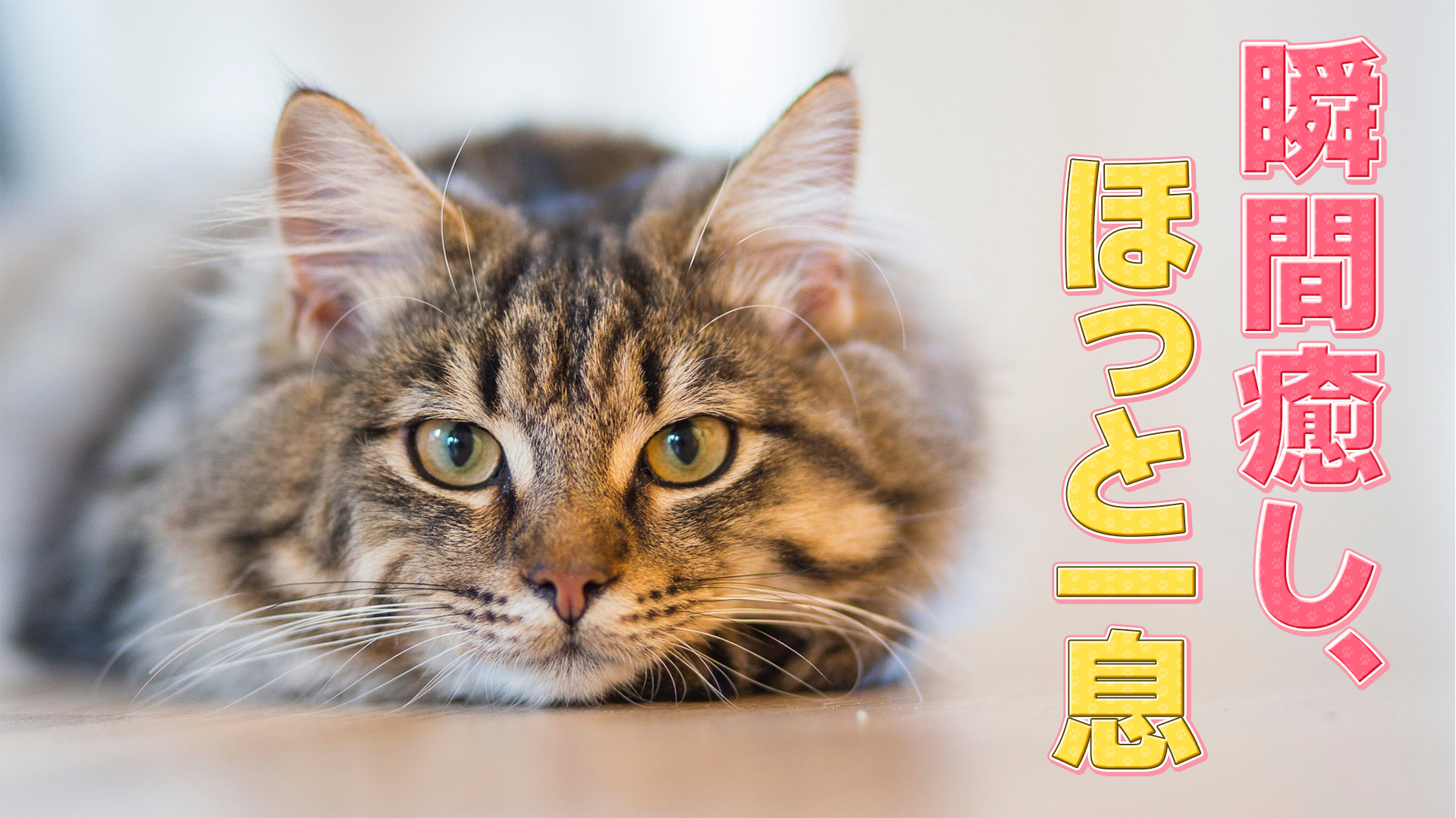 Talop 【Photoshop】テレビ風 テロップテンプレート集 600選 - talop - BOOTH